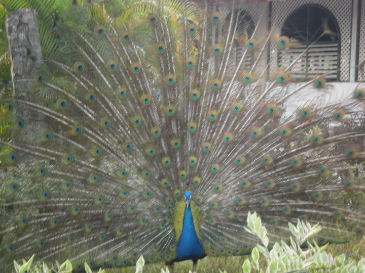 peacock with tail spread open