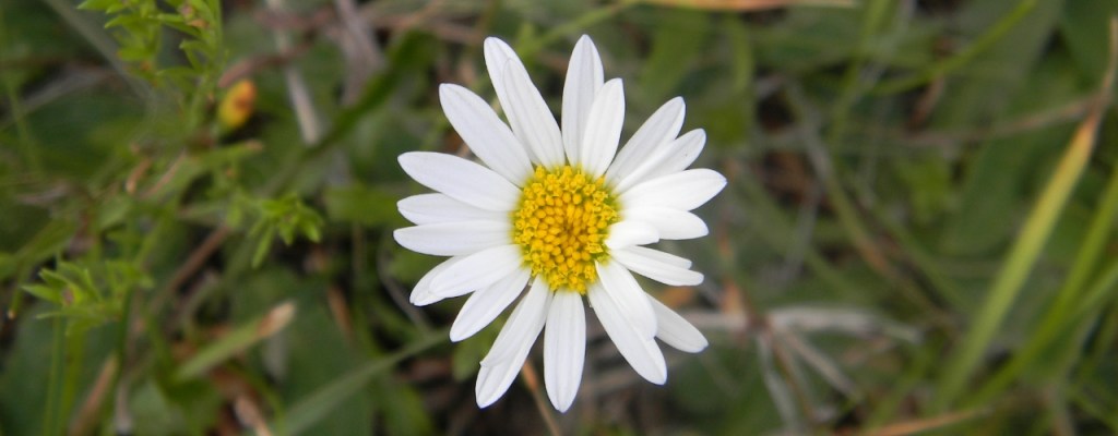 Close-up of a single daisy in bloom