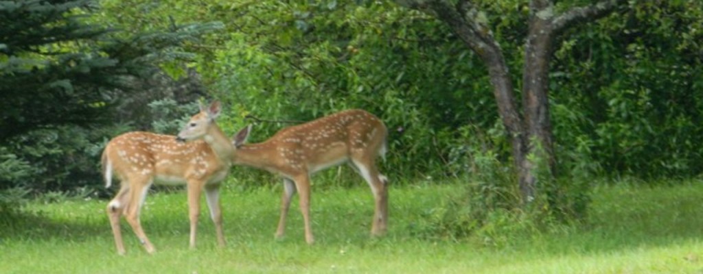 Two baby spotted dear standing near the forest.