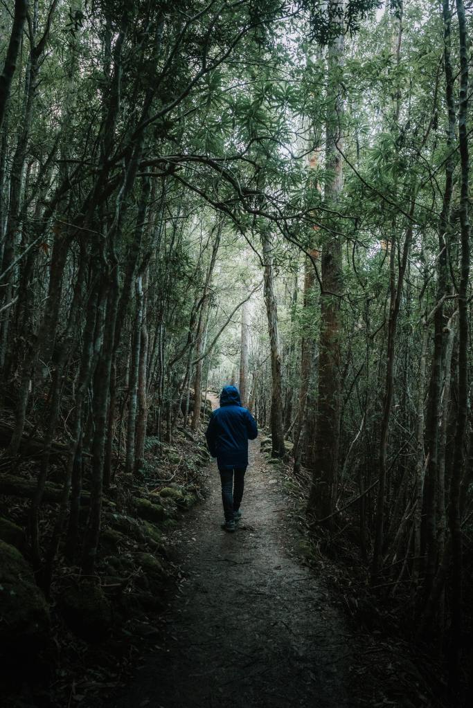 Man walking on a path in the forest