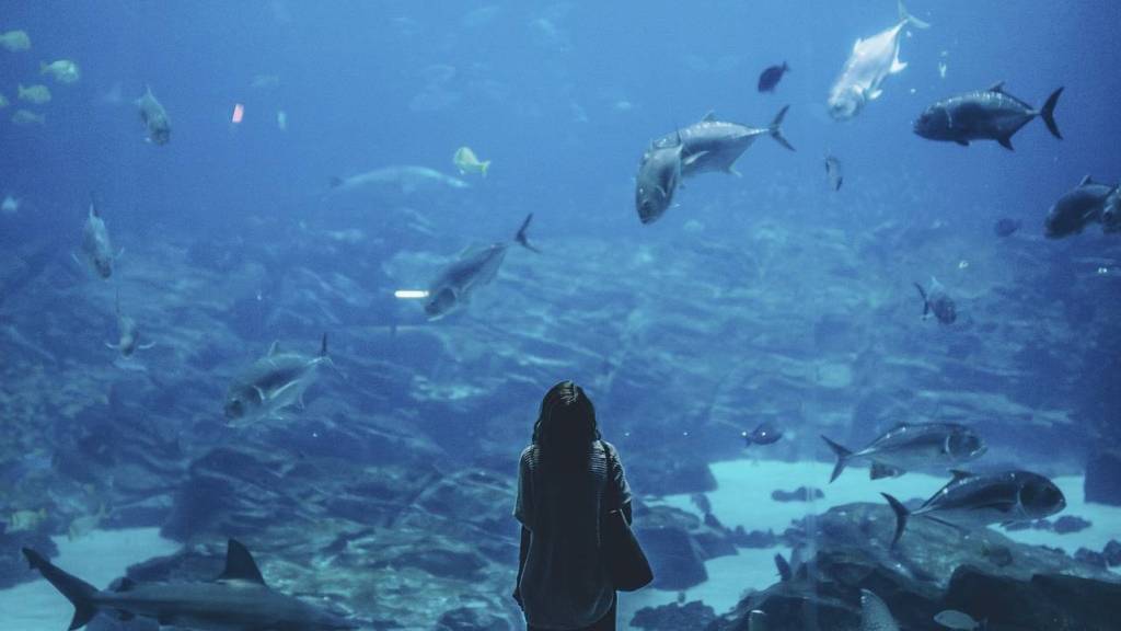 Woman looking at the view looking into a huge aquarium with lots of fish