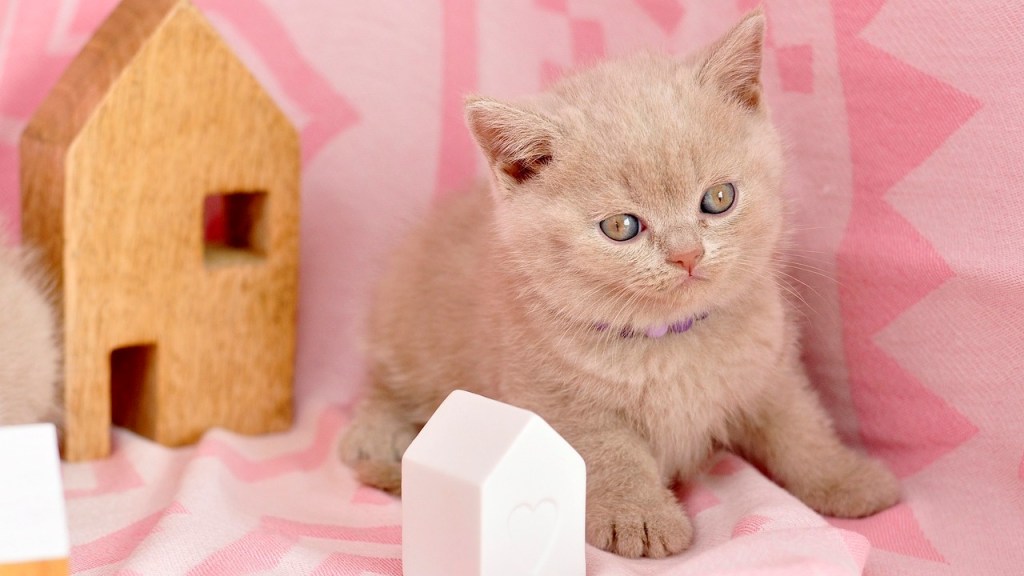 tiny orange kitten with wooden house on pink background sheet.