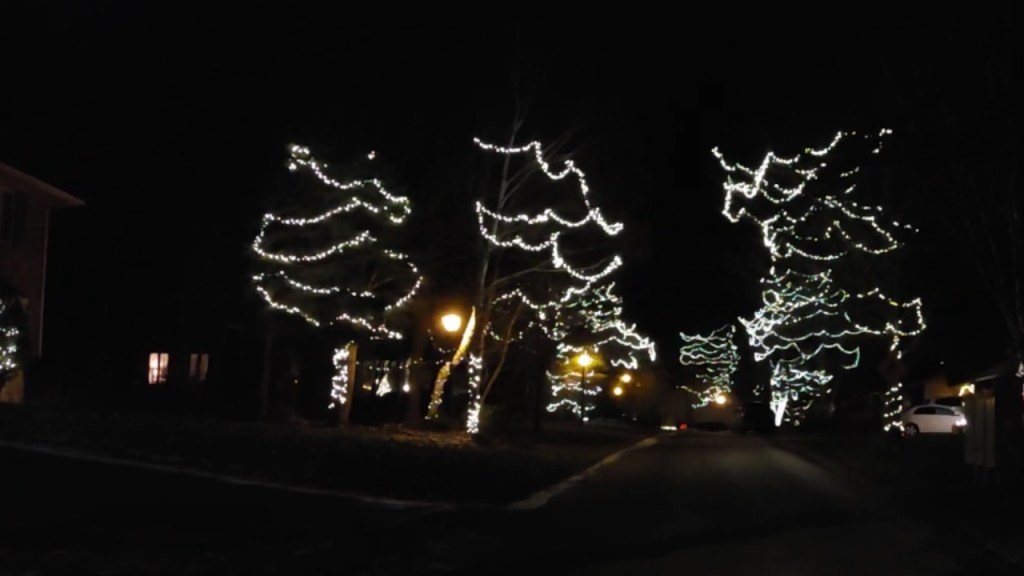 An image of giant trees on an entire street with strings of white lights wrapped around going all the way to the top.
