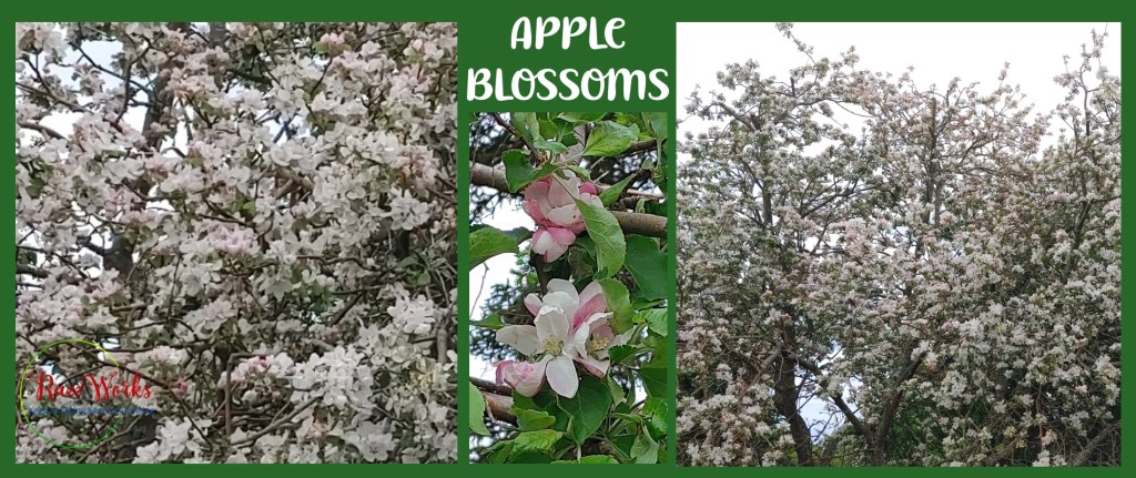 Pictures of apple blossoms
