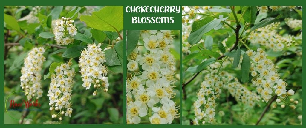 Pictures of chokecherry blossoms