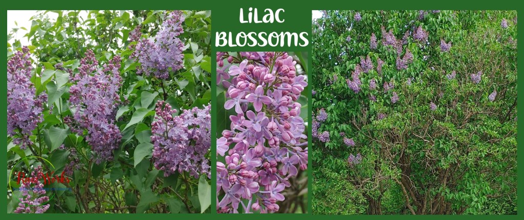 Pictures of lilac blossoms